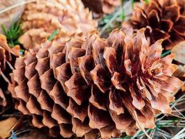 Fir cones close up. Pine cone on  ground in a coniferous forest. photo