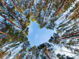 corona de árboles altos en forma de corazón. amor por el mundo, ecología. concepto de conservación del medio ambiente. foto