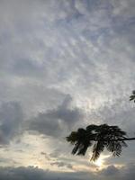 tree branch silhouette against the background of the afternoon sky photo