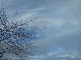 silueta de rama de árbol contra el fondo del cielo de la tarde foto