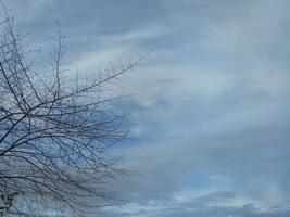 silueta de rama de árbol contra el fondo del cielo de la tarde foto