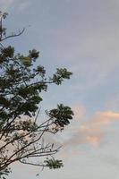 tree branch silhouette against the background of the afternoon sky photo