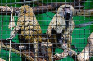 A closeup shot of a monkey in a cage in a zoo photo