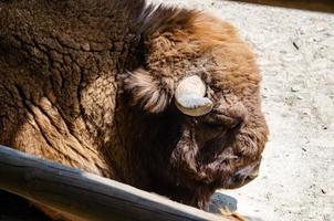 el bisonte cuesta en el refugio de un zoológico, una vista lateral foto