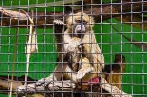 A closeup shot of a monkey in a cage in a zoo photo