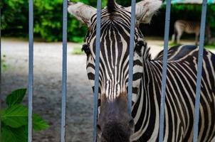 cebra salvaje enjaulada, animales en cautiverio, abuso foto