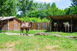 Profile of a camel Camelus bactrianus looking out of its zoo enclosure. photo