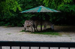 Wild zebra caged, animals in captivity, abuse photo