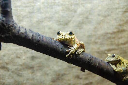 rana de árbol verde encaramada en los pétalos de una flor foto