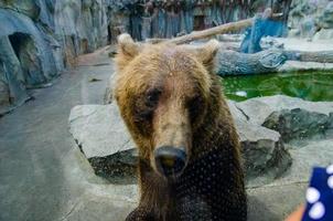 Animal rights. Friendly brown bear walking in zoo. Cute big bear stony landscape nature background. Animal wild life. Adult brown bear in natural environment. photo