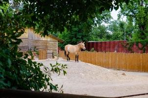 Przewalski's horse. Brown horses portrait. Animal face in profile. photo