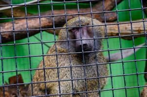 A closeup shot of a monkey in a cage in a zoo photo