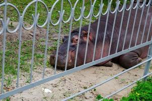 a photo of a hippo in a cage in a zoo that is entertaining visitors, a hippopotamus that looks benign and passive can be dangerous