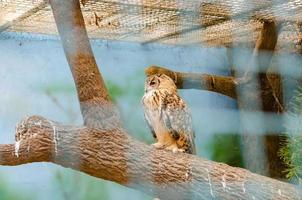 A barred owl resting on a wooden plank next to a cage wall on a summer day. photo