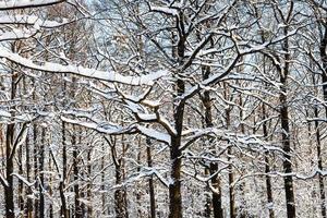 ramas de roble entrelazadas en el bosque en invierno foto