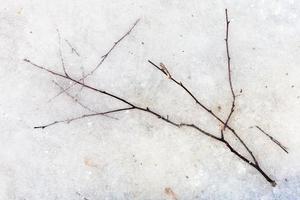 twig in ice of frozen puddle photo