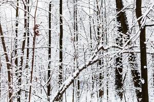 snow-covered bare black tree trunks in forest photo