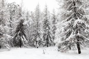 abetos y alerces cubiertos de nieve en el bosque de invierno foto