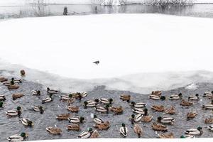 patos y dracos nadando en el lago en invierno foto