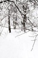 twig in snowy forest in overcast winter day photo