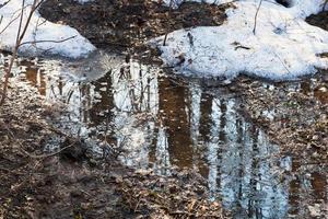 nieve derritiéndose en el bosque foto