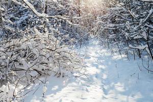 sunlight between trees in forest in winter day photo
