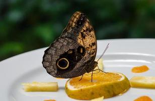 close up of owl butterfly photo