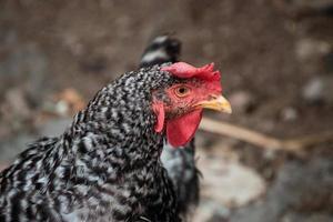 dominique hen in farm photo