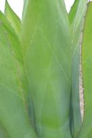 green agave plant photo