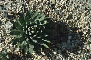 little agave plant photo