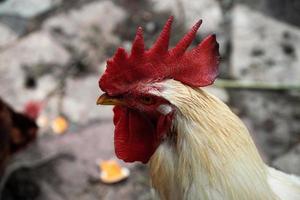 gallo blanco en granja foto