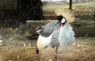 close up of grey crowned crane in zoo photo