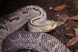 close up of northwestern neotropical  rattlesnake in herpetarium photo