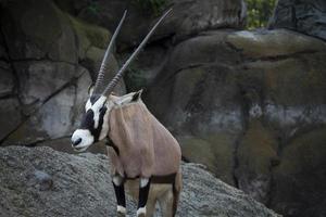 gemsbok antelope in zoo photo