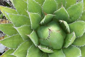 center of a succulent plant photo