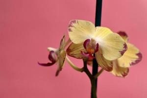 yellow and pink orchid photo
