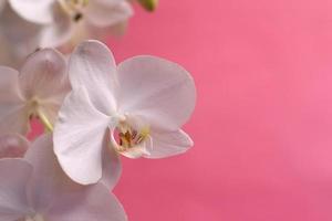 white orchid with pink background photo