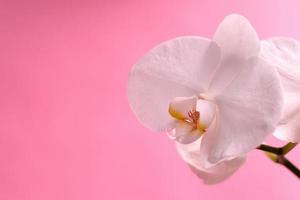 close up of white and yellow orchid photo