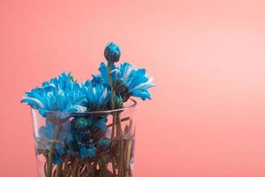 Blue chrysanthemum flowers in a vase on a pink background.Copy space photo