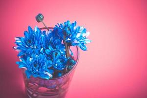 Blue chrysanthemum flowers in a vase on a pink background.Copy space photo