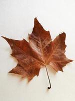 Image is blurry, multicolored maple leaves autumn background. photo