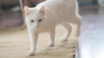 White cat playing video