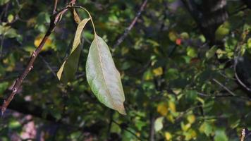 Walnut tree autumn video