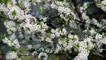 vidéo arbre en fleurs video