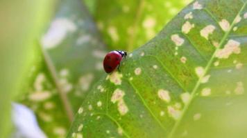 Ladybug walks on green leaf video