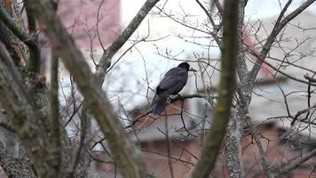 cuervos en el árbol video