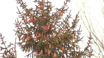 Spruce with cones video