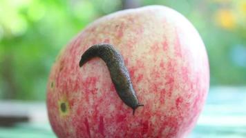 Schnecke auf Apfel video