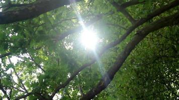 Sonne in Bäumen video