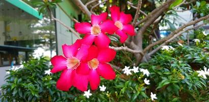 Red azalea, adenium or desert rose blooming with blurred green leaves and white flower background and copy space. Freshness red flower in garden park. Beauty of flora and Natural wallpaper concept. photo